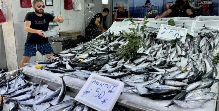 Bol çıkan palamut hem balıkçının hem tüketicinin yüzünü güldürüyor