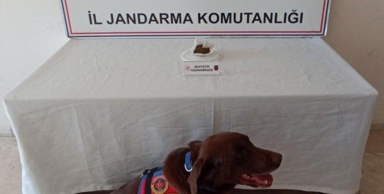 Jandarma yaptığı baskında bonzai ele geçirdi
