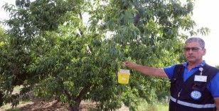 Narenciye üreticisinin kâbusu Akdeniz Meyve Sineğine tuzak
