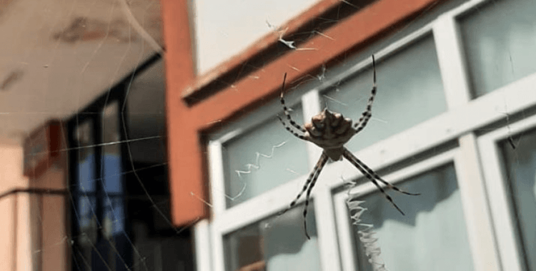 Karabük'te zehirli örümceklerden "argiope lobata" türüne rastlandı