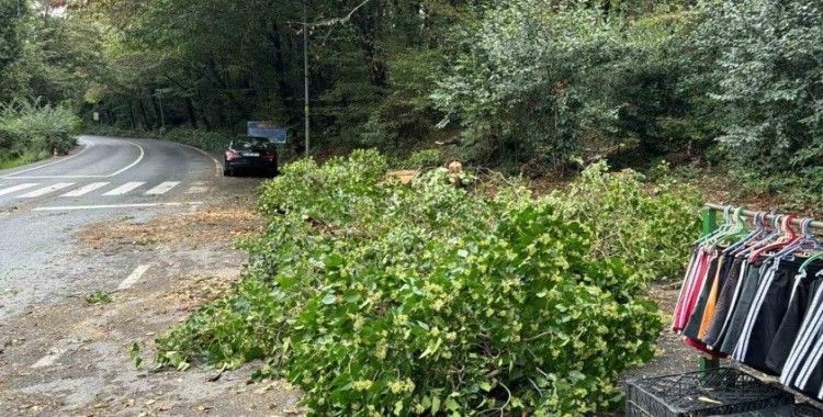 Sarıyer’de kökünden kopan ağaç araçların üzerine devrildi, sürücüler korku dolu anlar yaşadı
