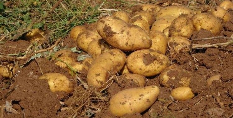 Verim ve kaliteden memnun kalan patates üreticileri, tarla satış fiyatını düşük buldu
