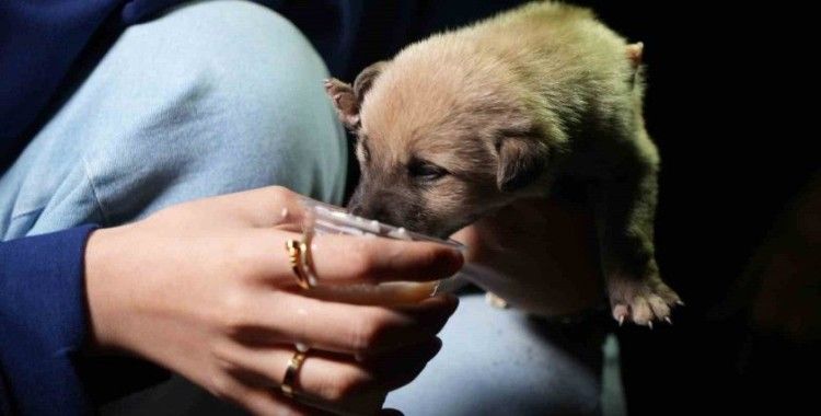 Hayvansever aile, anneleri tarafından terk edilen yavru köpeklere sahip çıktı
