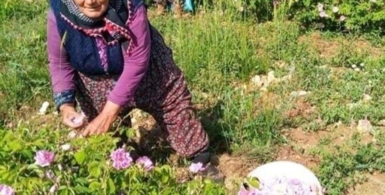 Isparta’da gül çiçeği fiyatı 90 lira olarak belirlendi
