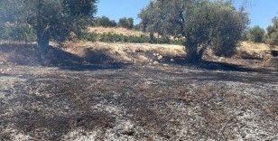 Hatay’da zeytinlik alanda çıkan yangın söndürüldü
