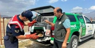 Ağrı’da bitkin düşen tilki, jandarmanın hassas müdahalesiyle kurtarıldı
