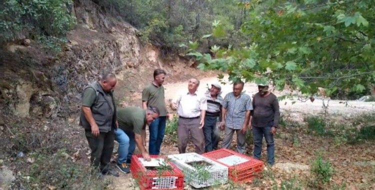 Muğla’da keklikler doğaya salındı
