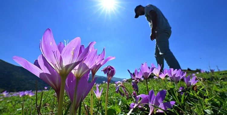 Yayladan dönüşün habercisi "vargit"ler çiçek açtı