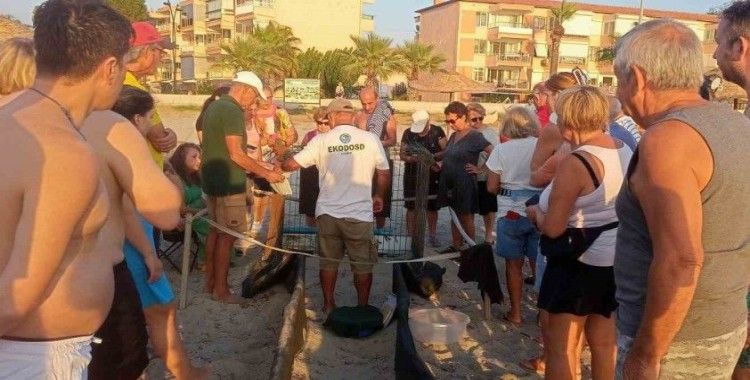 Kuşadası’nda yumurtadan çıkan son yavru caretta da özgürlüğe kulaç attı
