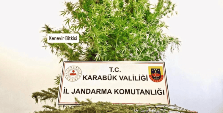 Karabük'te evde kenevir ve esrar bulundu