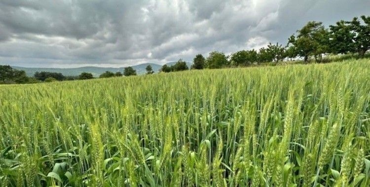 Manisa Büyükşehir’den hayvan üreticilerine yem bitkisi tohumu
