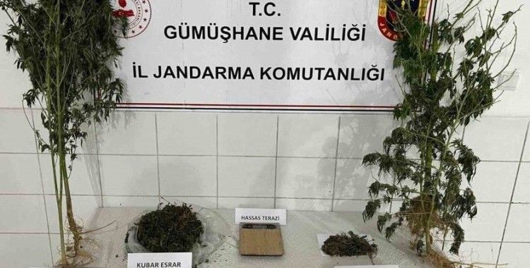 Keneviri hasat ederken yakalandı
