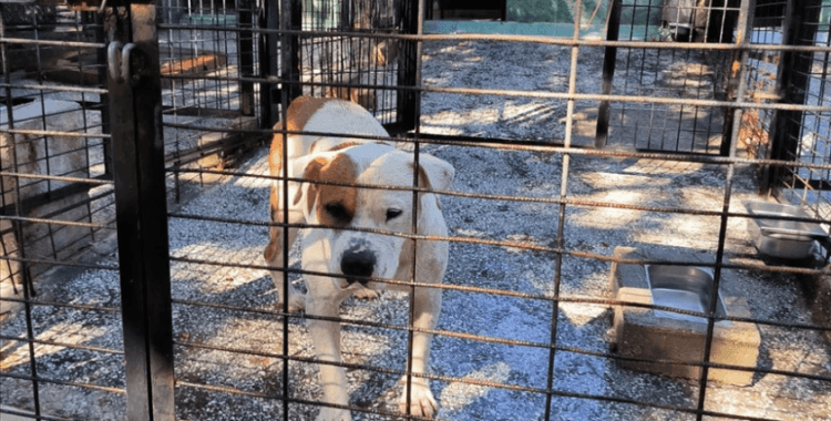 Bursa'da ata saldıran köpek gözetim altına alındı