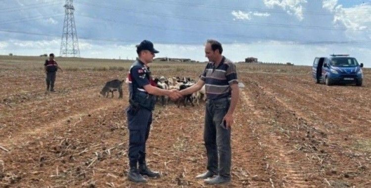 Kırklareli’nde kaybolan küçükbaş hayvanlar bulundu
