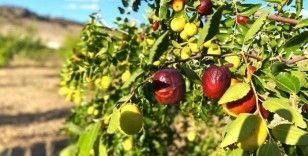 Hünnap hasadı önümüzdeki günlerde başlayacak
