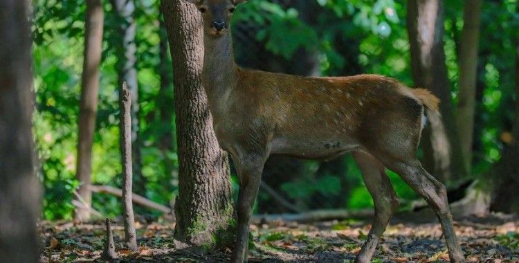 Ormanya’da üretilen kızıl geyikler doğaya salınacak
