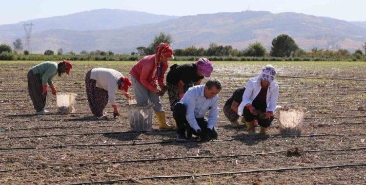 Başkan Yetişkin enginar fidelerini toprakla buluşturdu
