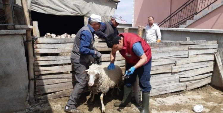 Afyonkarahisar’da küçükbaş hayvanlar aşılandı
