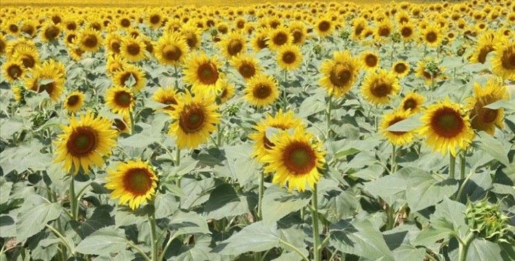 Yağlık ayçiçeği tohumu ve ham ayçiçeği yağı ithalatında açılan tarife kontenjanının esasları belirlendi