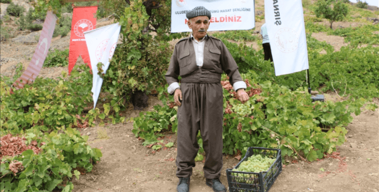 Şırnak'ta 'Behdini Üzümü Hasat Şenliği' düzenlendi