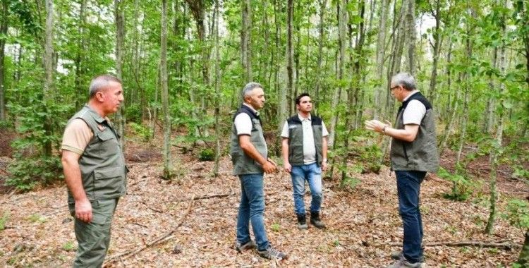 Balıkesir’de kayın ormanlarından bereket yağıyor
