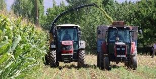 Erzincan’da silajlık mısırın hasadı yapılıyor
