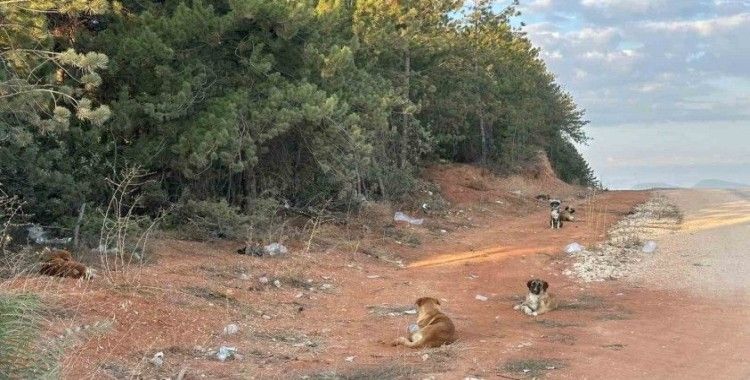 Bilecik’te vatandaşlar sürü halindeki köpeklerden tedirgin
