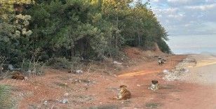 Bilecik’te vatandaşlar sürü halindeki köpeklerden tedirgin
