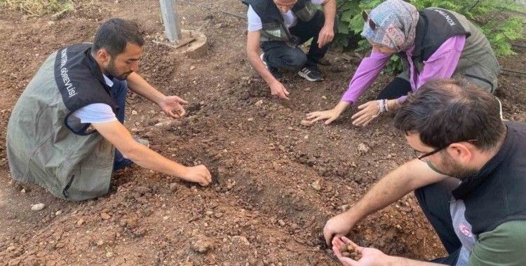 Siirt’te salep üretimi için deneme alanı kuruldu
