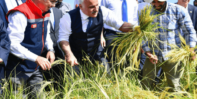 Diyarbakır'da Karacadağ pirincinde hasat sezonu başladı