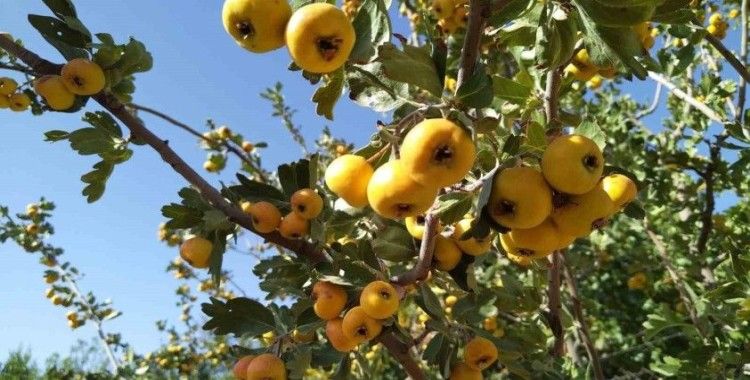 Sonbaharın aromatik meyvesi ‘alıç’ tezgahtaki yerini aldı
