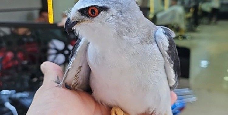 Şırnak’ta bitkin halde bulunan Ak Çaylak kuşu tedavi altına alındı
