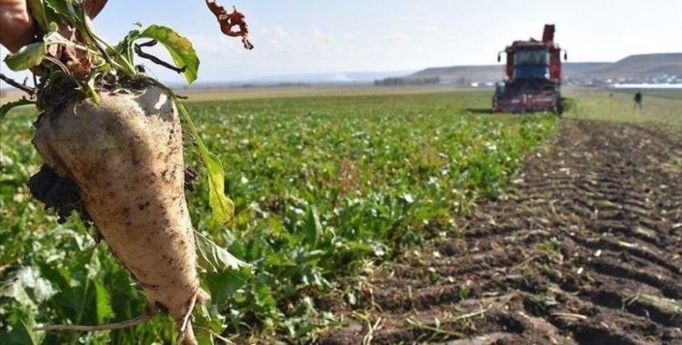 Şeker pancarı alımlarında ödemeler 30 gün içerisinde tamamlanacak