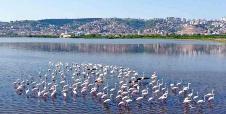 İzmit Körfezi’ndeki flamingo sayısında artış gözlendi
