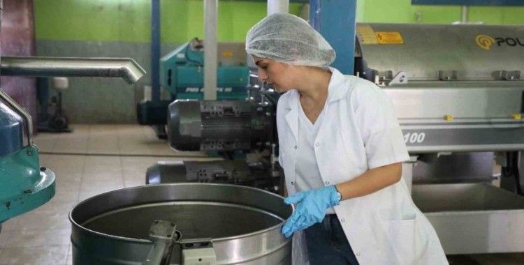 Zeytin hasadı öncesi fabrikalarda sıkı denetim
