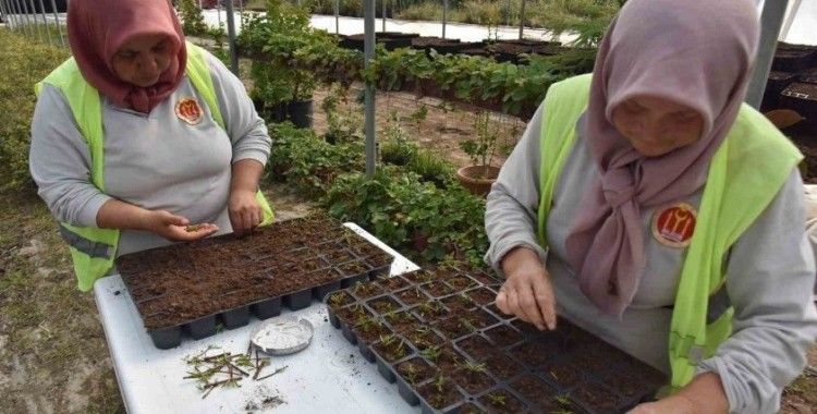 Bilecik Belediyesi kendi kendi serasında binlerce çiçek yetiştiriyor
