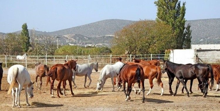 Şampiyon atlar Alaçatı’da yetişiyor
