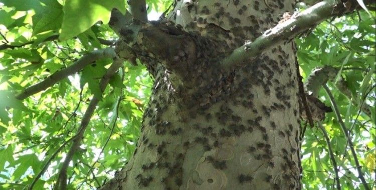 Kahverengi kokarcaya karşı topyekun kışlak mücadelesi
