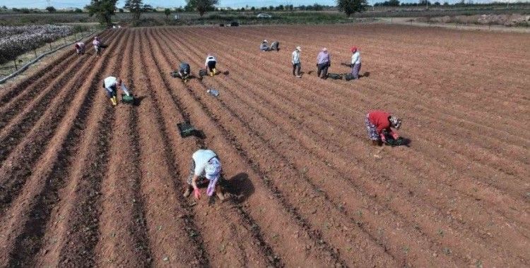 Efeler üretmeye devam ediyor
