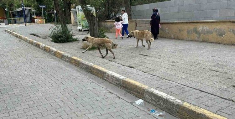 Kağızman’da başıboş köpekler tehlike saçıyor
