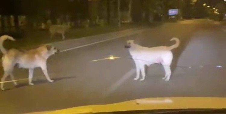 Başıboş sokak köpekleri kazaya davetiye çıkarıyor
