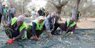 Edremit Belediyesi’nde zeytin hasadı başladı
