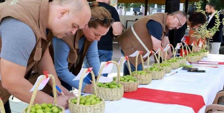 Belen’in tescilli zeytinleri yarıştı
