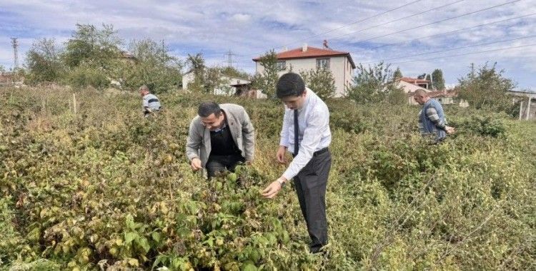 Kaymakam Kahraman, ahududu ve aronya tarlalarında inceleme yaptı
