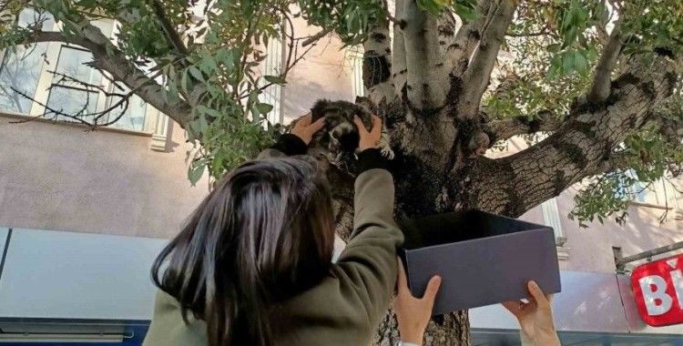 Ağaçtan aşağı inmeyen yavru kedi yaş mamayla ikna edildi
