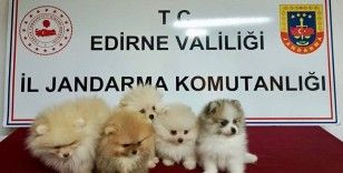 Cins köpekler jandarmayı geçemedi
