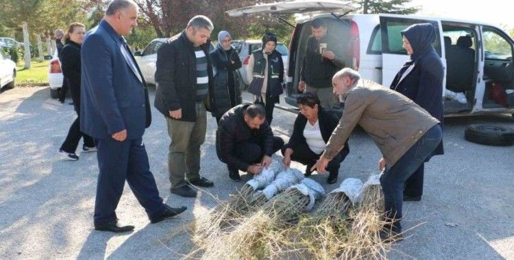 Erzincan’da goji berry yetiştiriciliği başladı
