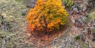 Tunceli’de, koruma altındaki yaban keçileri ile ayı dron kamerasında
