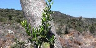 Samsun’da 11 hektarlık alanda yabani zeytin aşılaması yapıldı
