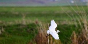 Ekşisu Sazlığı birçok kuş türüne ev sahipliği yapıyor
